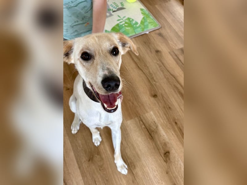 Sportlicher, kinderlieber Herzenshund, 1Jahr, stubenrein, gepflegt