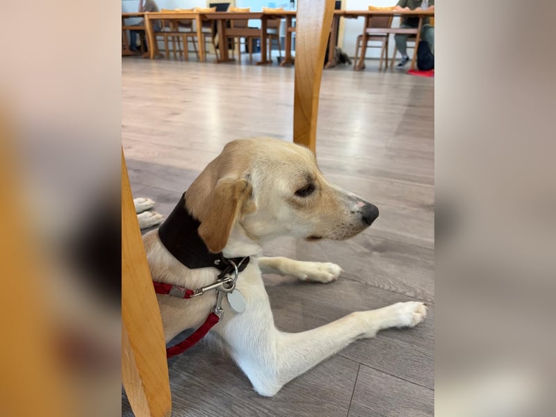 Sportlicher, kinderlieber Herzenshund, 1Jahr, stubenrein, gepflegt
