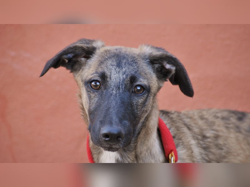 Wer möchte Ronia aus ihrem spanischen Tierheimalltag abholen und ihr endlich das Zuhause schenken?