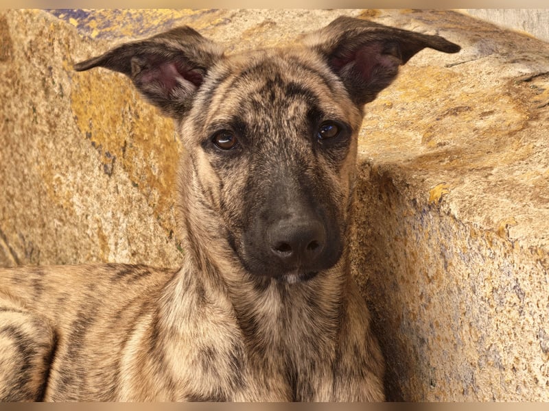 Könnte Ronny vielleicht der kleine Herzenshund sein, auf den du schon gewartet hast?