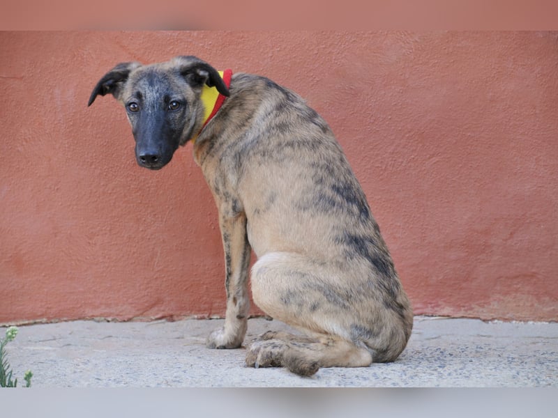 Wer möchte Ronia aus ihrem spanischen Tierheimalltag abholen und ihr endlich das Zuhause schenken?
