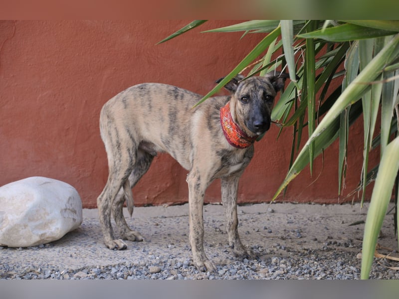 Könnte Ronny vielleicht der kleine Herzenshund sein, auf den du schon gewartet hast?