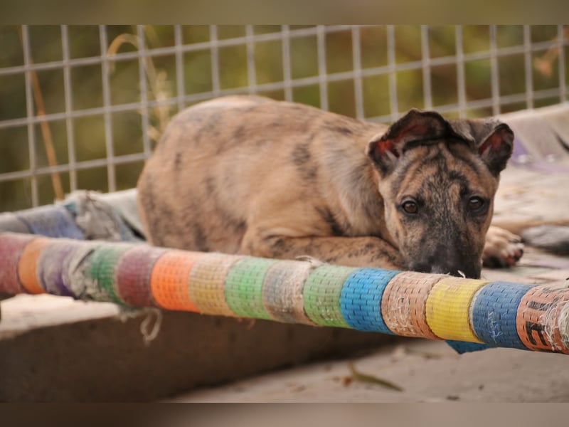 Könnte Ronny vielleicht der kleine Herzenshund sein, auf den du schon gewartet hast?