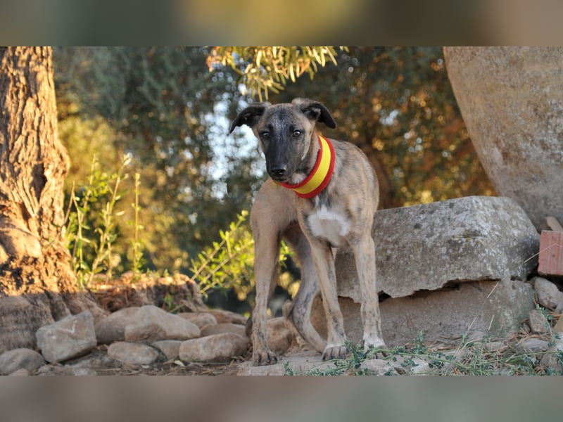 Wer möchte Ronia aus ihrem spanischen Tierheimalltag abholen und ihr endlich das Zuhause schenken?
