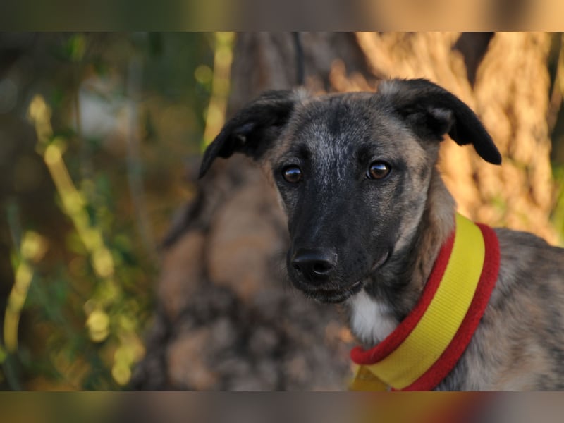 Wer möchte Ronia aus ihrem spanischen Tierheimalltag abholen und ihr endlich das Zuhause schenken?