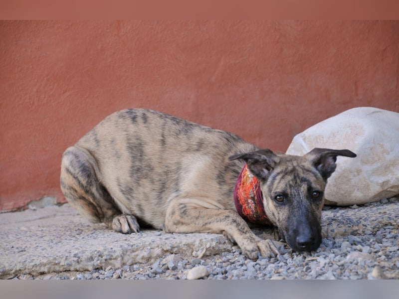 Könnte Ronny vielleicht der kleine Herzenshund sein, auf den du schon gewartet hast?