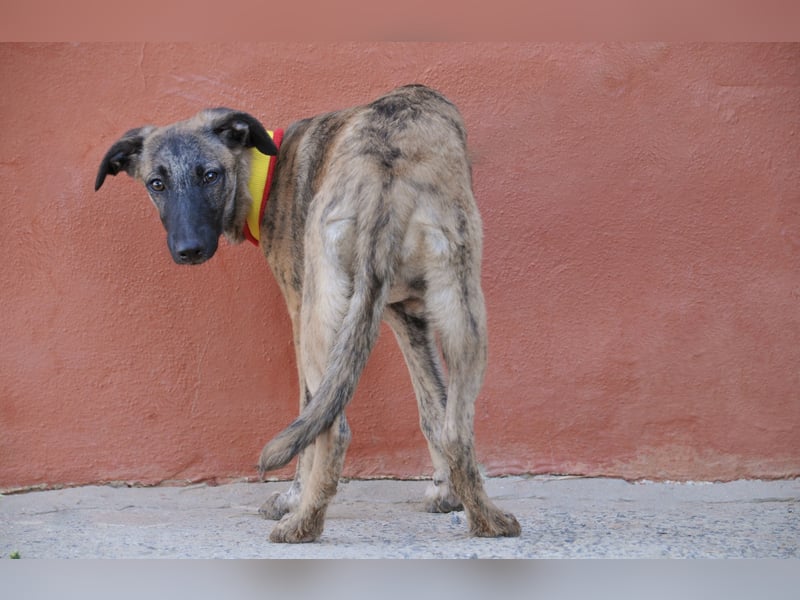 Wer möchte Ronia aus ihrem spanischen Tierheimalltag abholen und ihr endlich das Zuhause schenken?