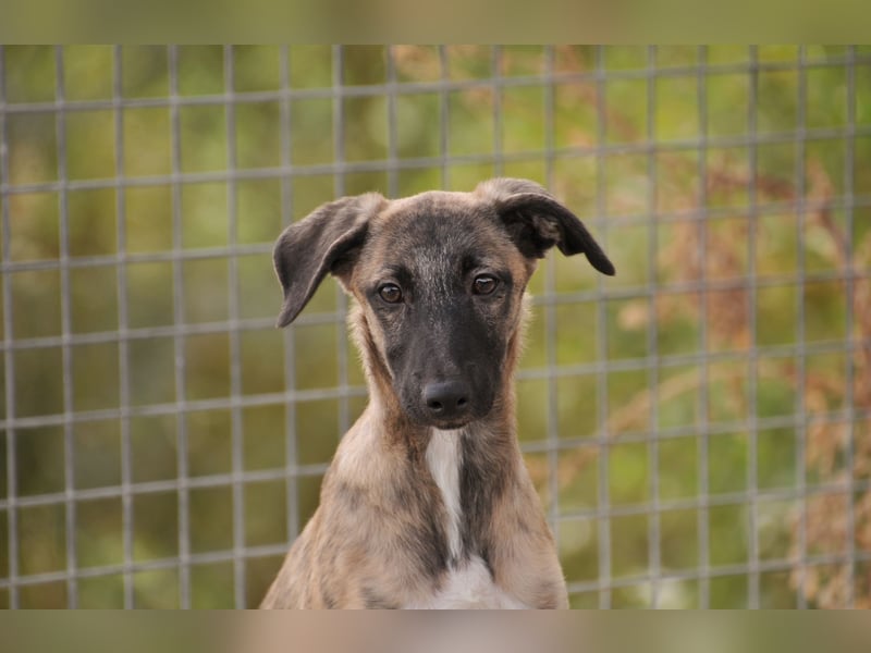 Wer möchte Ronia aus ihrem spanischen Tierheimalltag abholen und ihr endlich das Zuhause schenken?