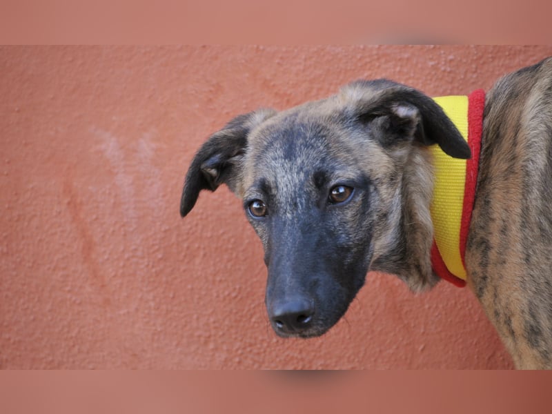 Wer möchte Ronia aus ihrem spanischen Tierheimalltag abholen und ihr endlich das Zuhause schenken?