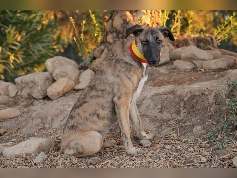 Wer möchte Ronia aus ihrem spanischen Tierheimalltag abholen und ihr endlich das Zuhause schenken?