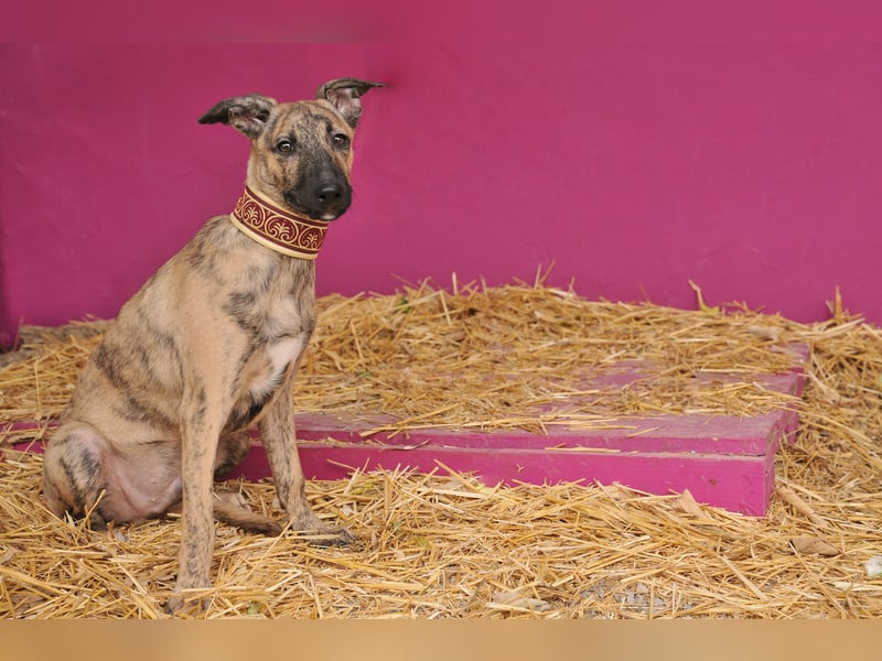 Könnte Ronny vielleicht der kleine Herzenshund sein, auf den du schon gewartet hast?