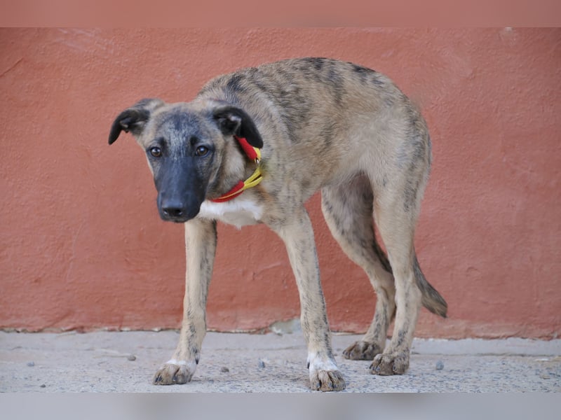 Wer möchte Ronia aus ihrem spanischen Tierheimalltag abholen und ihr endlich das Zuhause schenken?