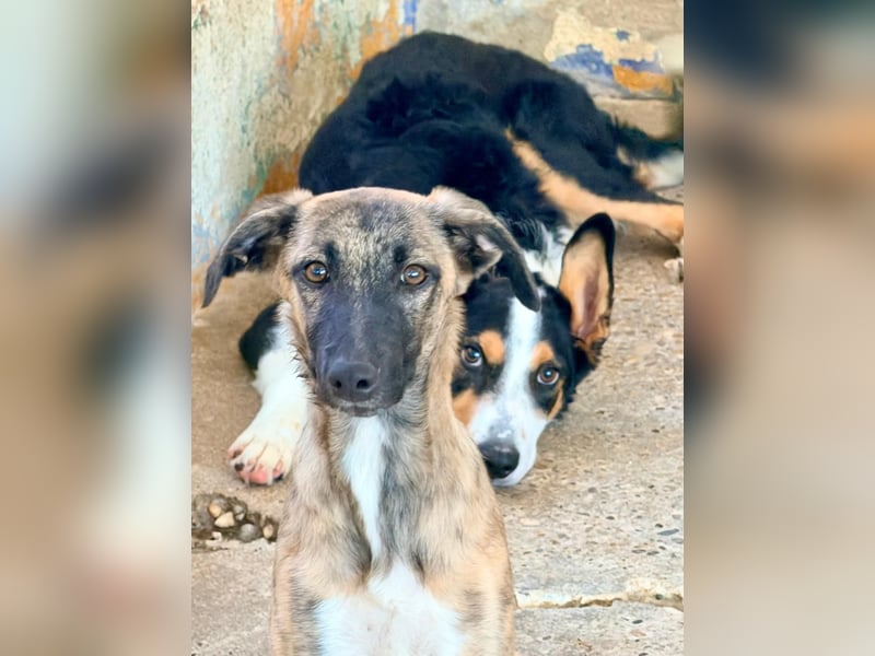 Wer möchte Ronia aus ihrem spanischen Tierheimalltag abholen und ihr endlich das Zuhause schenken?