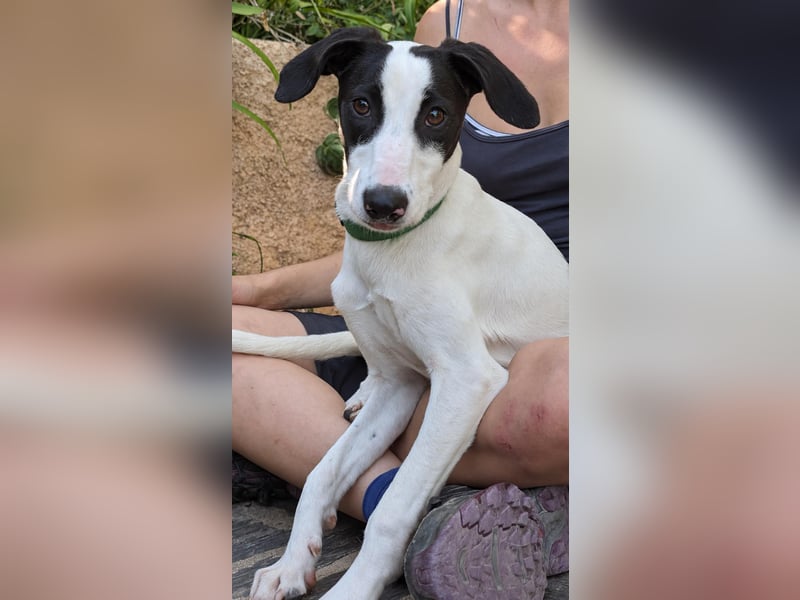 Neugieriger Junghund Figo wartet auf unserem Tierschutzhof in Portugal!