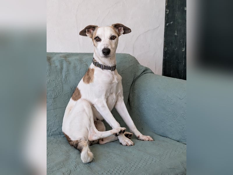Sanfte Whippet-Mischlingshündin Yuki wartet in Portugal auf unserem Tierschutzhof!