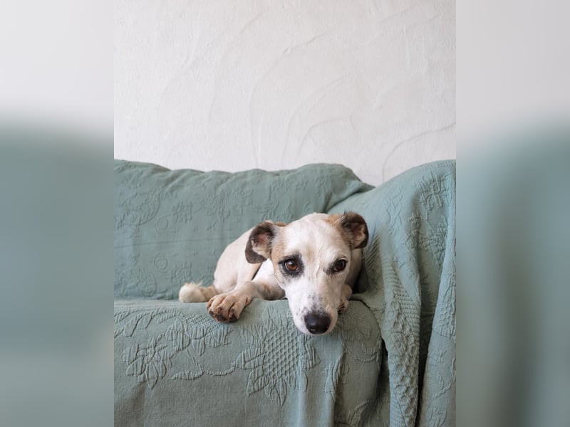 Sanfte Whippet-Mischlingshündin Yuki wartet in Portugal auf unserem Tierschutzhof!