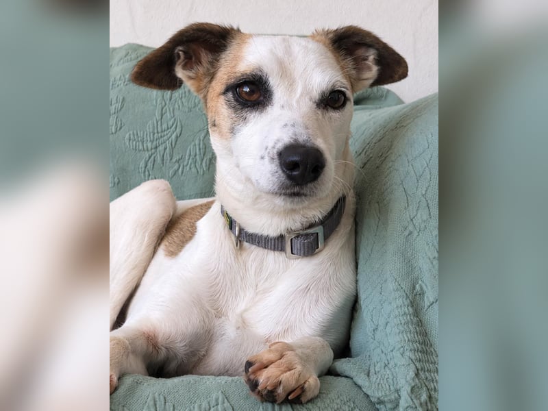 Sanfte Whippet-Mischlingshündin Yuki wartet in Portugal auf unserem Tierschutzhof!