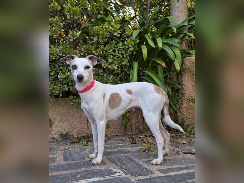 Sanfte Whippet-Mischlingshündin Yuki wartet in Portugal auf unserem Tierschutzhof!