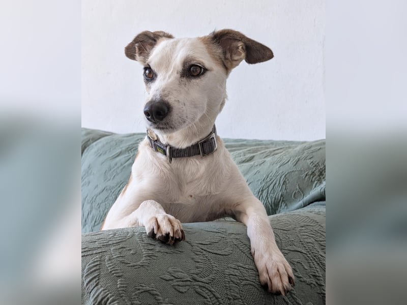 Sanfte Whippet-Mischlingshündin Yuki wartet in Portugal auf unserem Tierschutzhof!