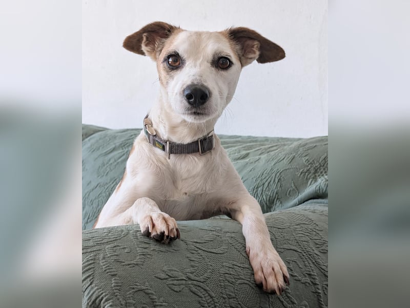Sanfte Whippet-Mischlingshündin Yuki wartet in Portugal auf unserem Tierschutzhof!