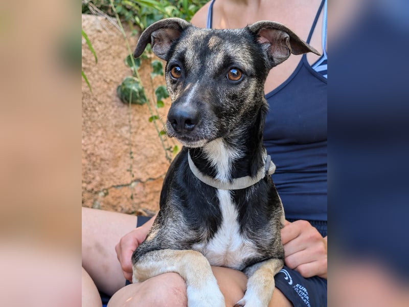 Zarter Junghund Neo wartet in Portugal auf unserem Tierschutzhof!