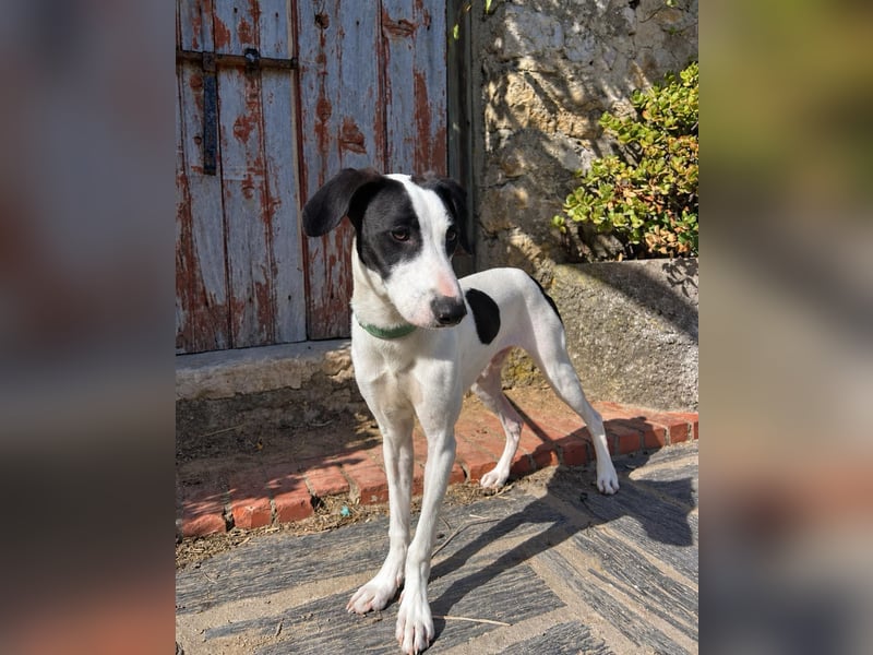 Neugieriger Junghund Figo wartet auf unserem Tierschutzhof in Portugal!