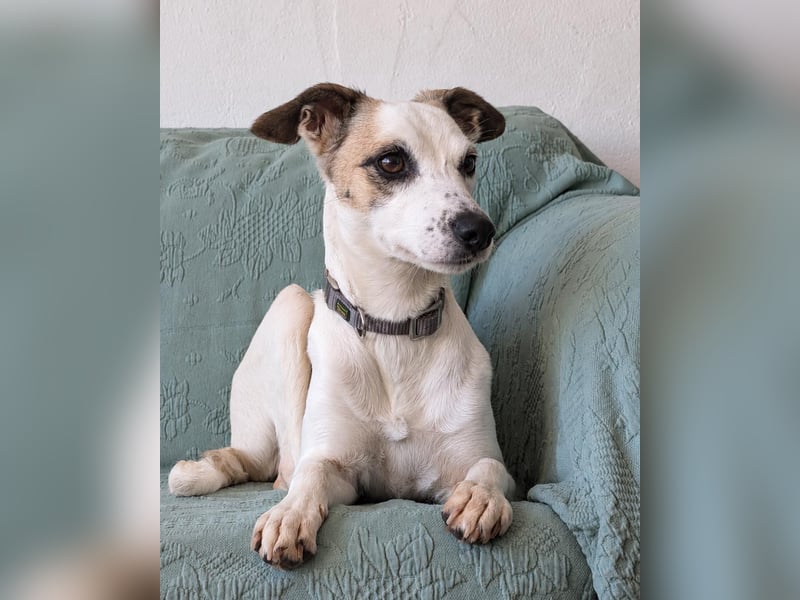 Sanfte Whippet-Mischlingshündin Yuki wartet in Portugal auf unserem Tierschutzhof!