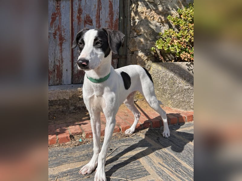 Neugieriger Junghund Figo wartet auf unserem Tierschutzhof in Portugal!