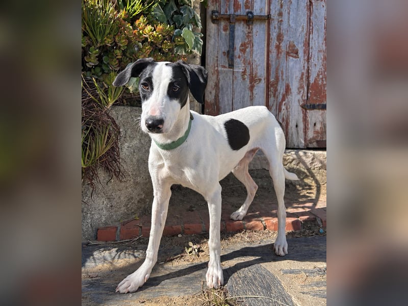 Neugieriger Junghund Figo wartet auf unserem Tierschutzhof in Portugal!
