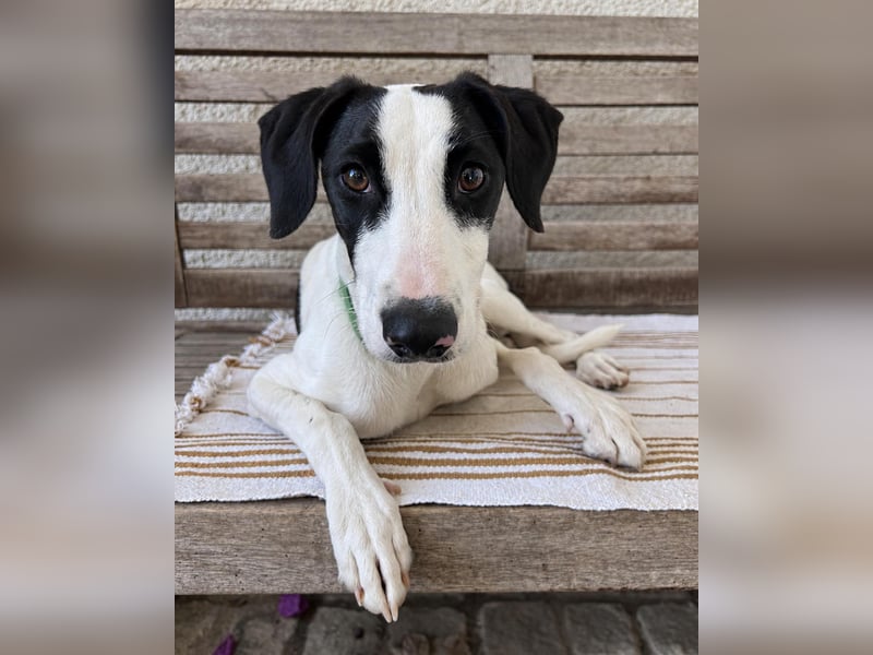Neugieriger Junghund Figo wartet auf unserem Tierschutzhof in Portugal!