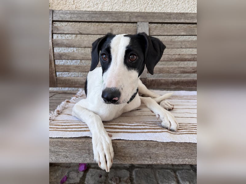 Neugieriger Junghund Figo wartet auf unserem Tierschutzhof in Portugal!