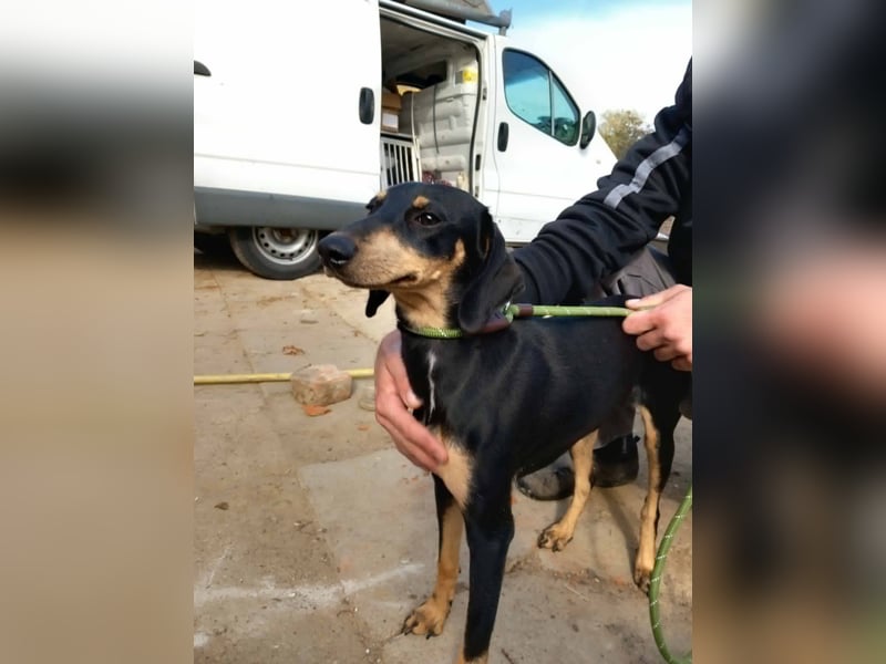 Lady sucht ein Zuhause voller Liebe