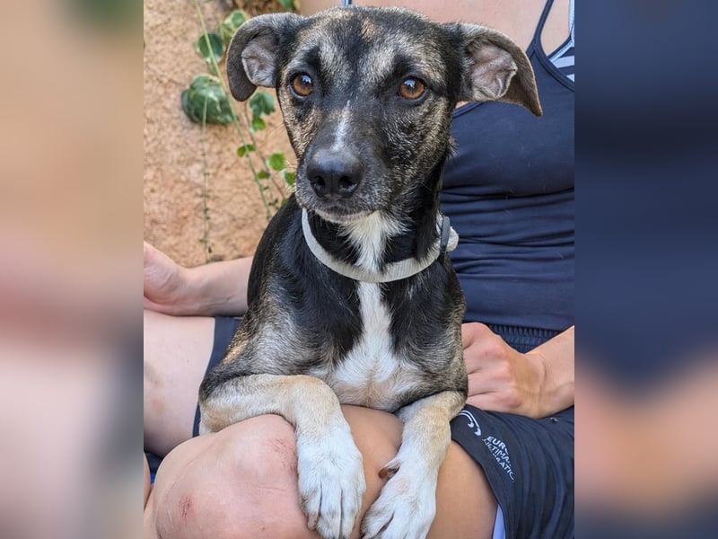Zarter Junghund Neo wartet in Portugal auf unserem Tierschutzhof!
