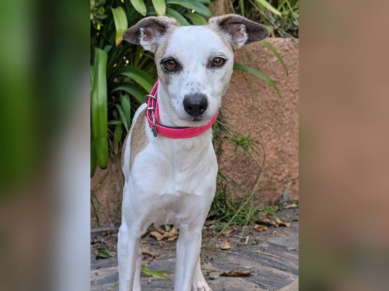 Sanfte Whippet-Mischlingshündin Yuki wartet in Portugal auf unserem Tierschutzhof!