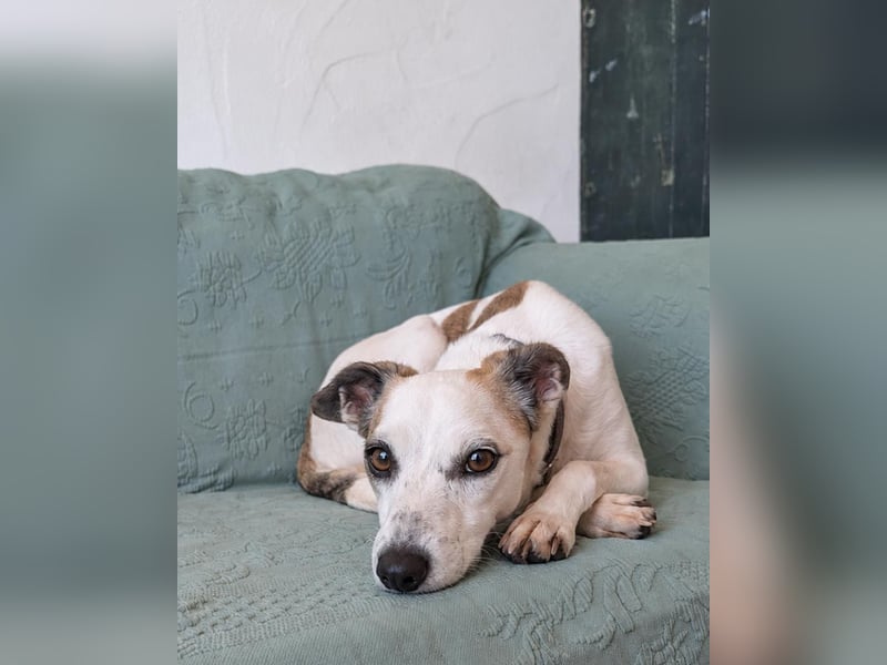 Sanfte Whippet-Mischlingshündin Yuki wartet in Portugal auf unserem Tierschutzhof!