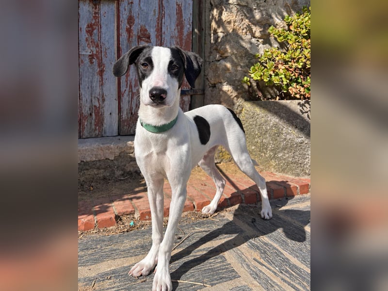 Neugieriger Junghund Figo wartet auf unserem Tierschutzhof in Portugal!