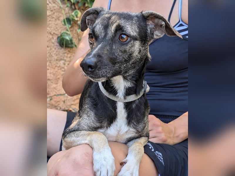Zarter Junghund Neo wartet in Portugal auf unserem Tierschutzhof!