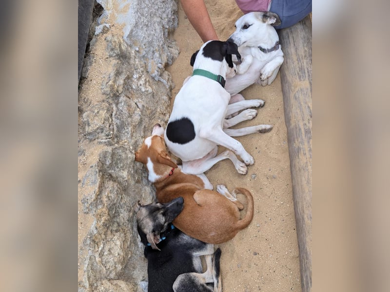 Sanfte Whippet-Mischlingshündin Yuki wartet in Portugal auf unserem Tierschutzhof!