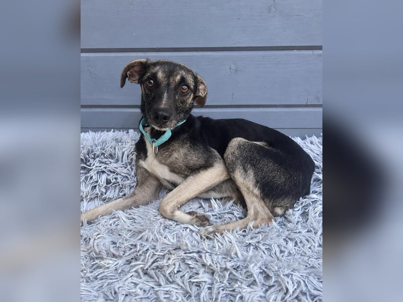 Zarter Junghund Neo wartet in Portugal auf unserem Tierschutzhof!