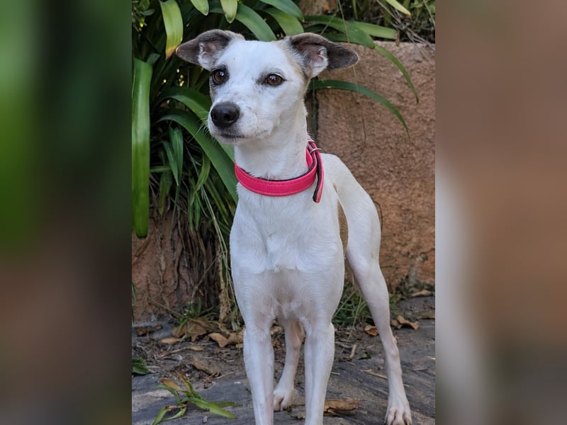 Sanfte Whippet-Mischlingshündin Yuki wartet in Portugal auf unserem Tierschutzhof!