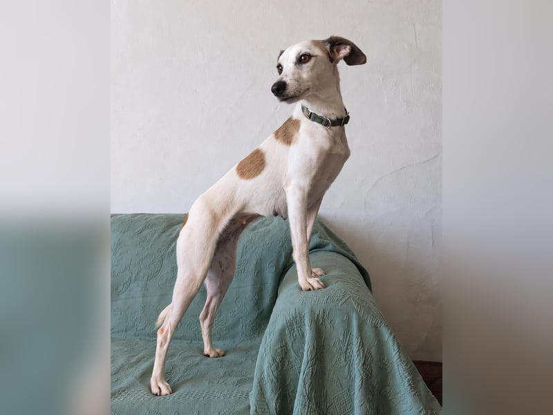 Sanfte Whippet-Mischlingshündin Yuki wartet in Portugal auf unserem Tierschutzhof!