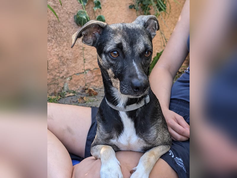 Zarter Junghund Neo wartet in Portugal auf unserem Tierschutzhof!