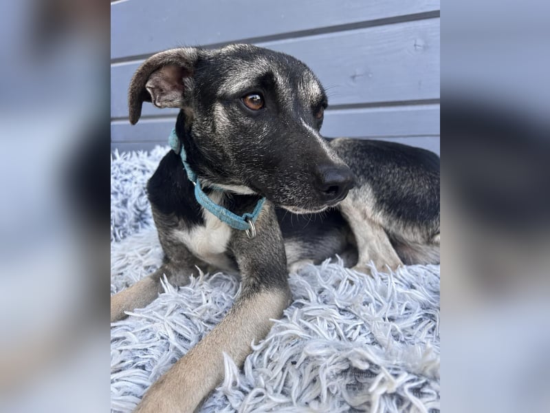 Zarter Junghund Neo wartet in Portugal auf unserem Tierschutzhof!