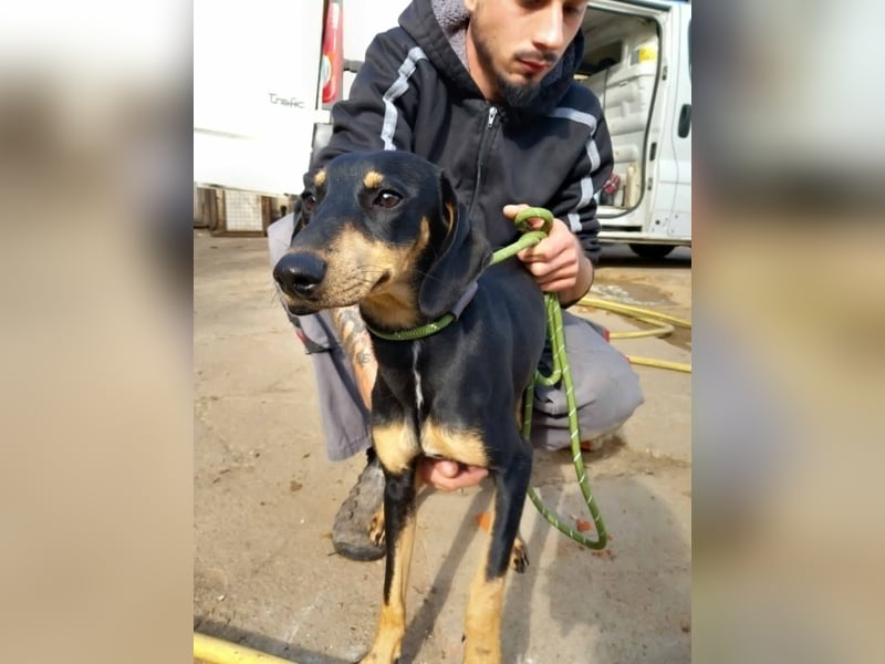 Lady sucht ein Zuhause voller Liebe