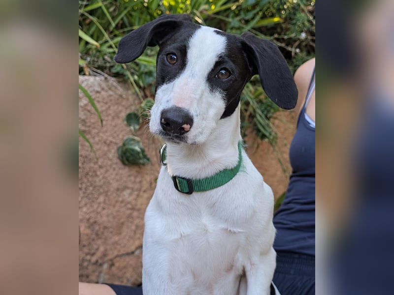 Neugieriger Junghund Figo wartet auf unserem Tierschutzhof in Portugal!