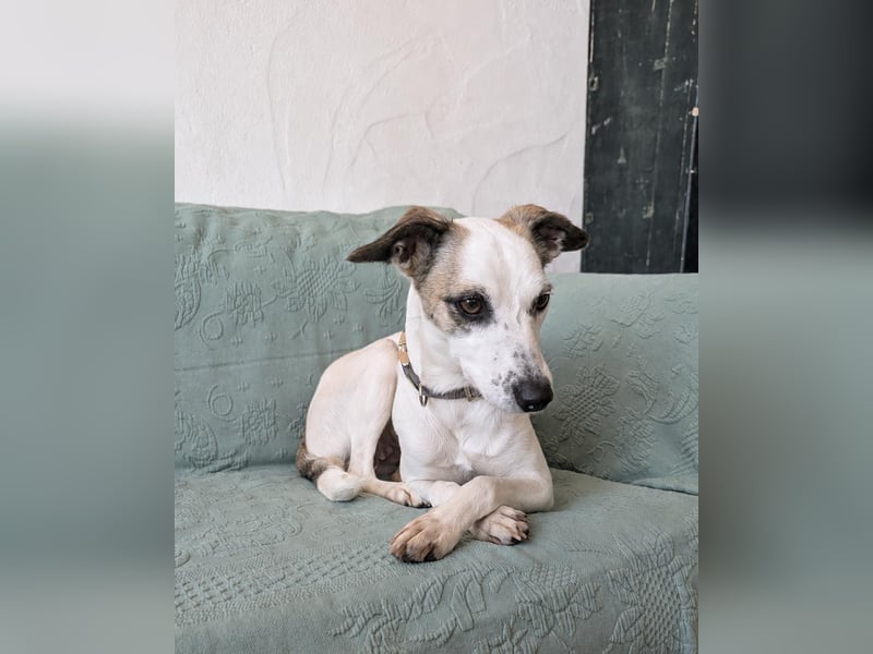 Sanfte Whippet-Mischlingshündin Yuki wartet in Portugal auf unserem Tierschutzhof!