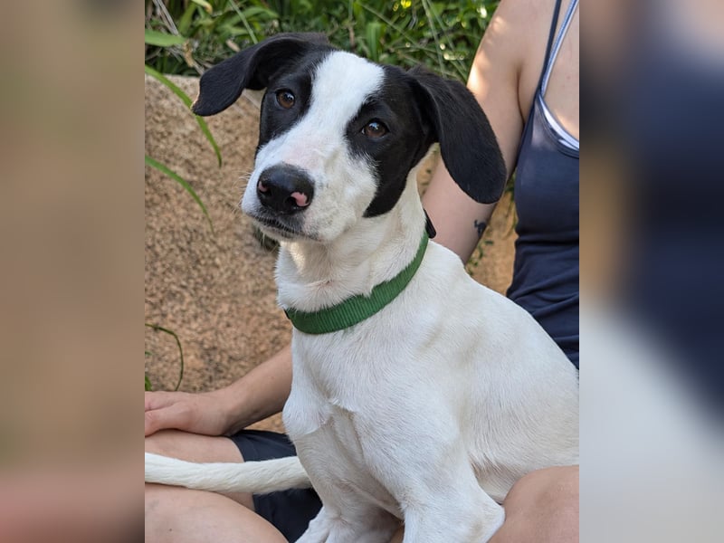 Neugieriger Junghund Figo wartet auf unserem Tierschutzhof in Portugal!
