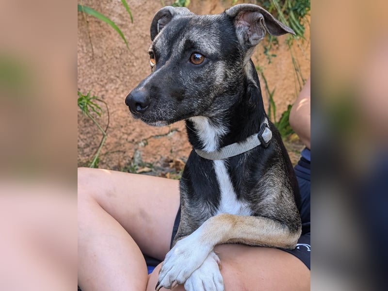 Zarter Junghund Neo wartet in Portugal auf unserem Tierschutzhof!