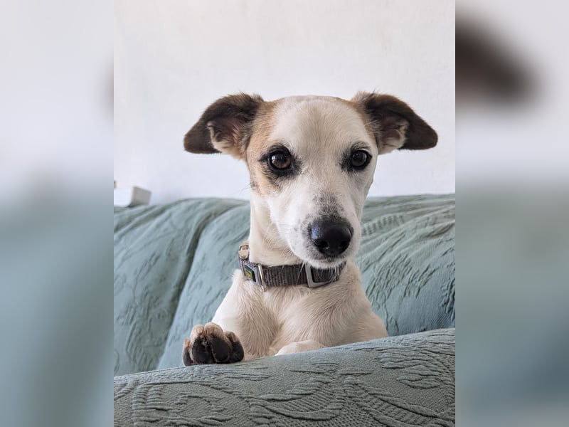 Sanfte Whippet-Mischlingshündin Yuki wartet in Portugal auf unserem Tierschutzhof!