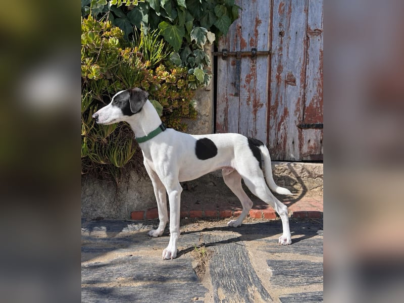Neugieriger Junghund Figo wartet auf unserem Tierschutzhof in Portugal!